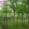 河北國槐定干移植國槐大量供應8--20公分國槐