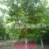 法桐定干移植法桐河北法桐保定法桐2--20公分法桐