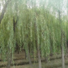 低價供應優質綠化苗木河北苗圃垂柳