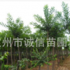 出售國槐平頭一年冒河北保定國槐價格優質國槐小苗
