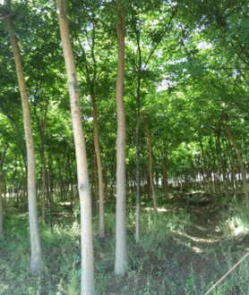 國槐4公分5公分國槐6公分國槐7公分國槐8公分3000棵凈地處理。