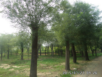 處理國槐4--7公分5000棵