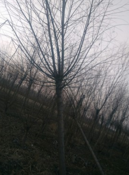 河北 衡水 速生柳 柳樹 黃柳 垂柳 汗柳 金絲垂柳 饅頭柳