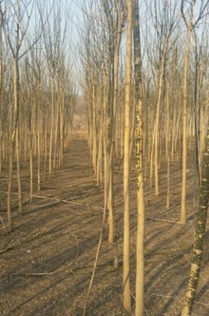 河北衡水 國(guó)槐 槐樹 矮接金枝槐 黃金槐 大國(guó)槐 金葉槐