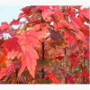 供應(yīng) 園林綠化苗木行道樹(shù)風(fēng)景樹(shù) 喬木 紅楓等各種綠化花木