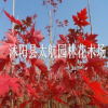 直銷(xiāo)花木 紅楓小苗 美國(guó)改良紅楓 北美紅楓 園林綠化苗木