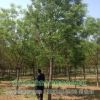熱銷國槐 滄州國槐 崔爾莊國槐10-40公分