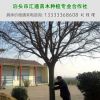 國槐基地出售 河北國槐 滄州國槐價格10-25公分