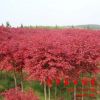 綠化苗日本紅楓苗美國(guó)紅楓中國(guó)紅楓苗黃金楓紅楓小苗庭院盆栽花卉