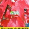 美國紅楓（紅點(diǎn)紅楓）南方變色的美楓