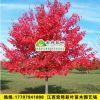 正宗美國改良紅楓（十月光輝）