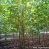 批發供應速生法桐 法桐樹苗 喬木樹苗 基地現貨 價格優惠