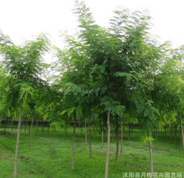 供應國槐喬木批發 行道樹 規格齊全 防護樹 地徑6-8-10公分