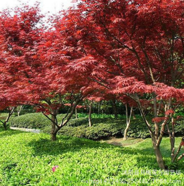 基地供應美國紅楓喬木批發 庭蔭樹 苗木 工程綠化 量大優惠