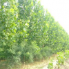 優質法桐 綠化苗木基地法桐樹苗批發 規格全價格實惠