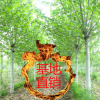 河北【法桐】基地 法桐供應 綠化苗木法桐樹苗批發價格