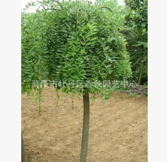 長期大量供應綠化苗木 國槐苗 國槐樹 歡迎咨詢