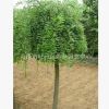 長期大量供應(yīng)綠化苗木 國槐苗 國槐樹 歡迎咨詢