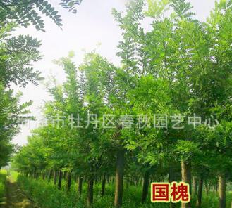 國槐綠化苗木批發 工程花卉樹苗 大苗庭院 國槐苗 量大從優