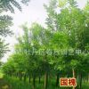 國槐綠化苗木批發(fā) 工程花卉樹苗 大苗庭院 國槐苗 量大從優(yōu)