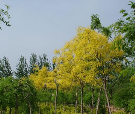長期供應批發綠化苗木 優質國槐苗 國槐樹歡迎選購