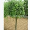廠家供應國槐樹 國槐苗 綠化苗木 歡迎選購