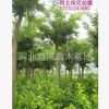 國(guó)槐河北國(guó)槐定干移植國(guó)槐8--20公分國(guó)槐