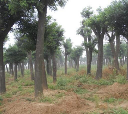 國槐2--30公分國槐