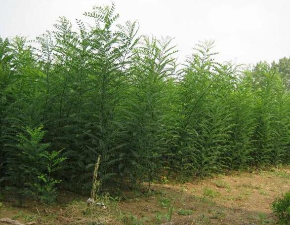 國槐河北國槐保定國槐定干移植國槐