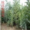 直銷板栗苗 產量高 果樹苗 栗子苗 多品種 良種板栗樹苗 掛果多