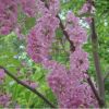 集安槐樹根 香槐根 純香花槐種根 品種純 質(zhì)量?jī)?yōu)