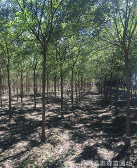 內蒙國槐 國槐苗木 國槐基地 各種規格優質國槐