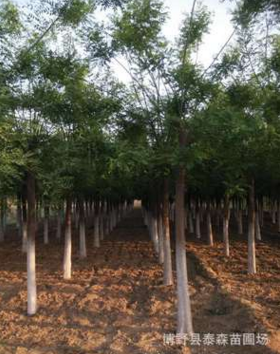 山西國槐 山西定桿國槐 移植國槐大喬木國槐河北苗圃場