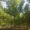 北京法桐基地 大喬木基地 北京苗木基地到保定泰森苗圃