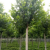 綠化工程 法桐綠化苗木 河北法桐基地 定桿法桐 法桐綠化苗木
