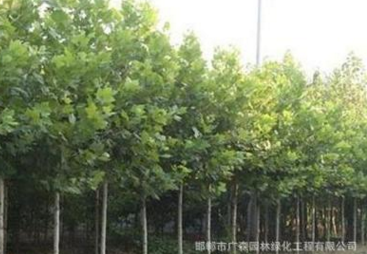邯鄲法桐|邯鄲廣森園林綠化出售米徑5CM法桐自有基地量大優惠