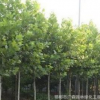 邯鄲法桐|邯鄲廣森園林綠化出售米徑5CM法桐自有基地量大優惠