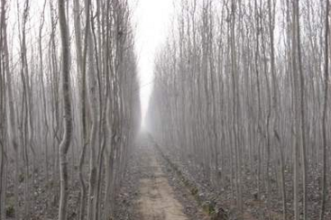 邯鄲楊樹苗，邯鄲廣森園林出售米徑3—5cm楊樹，歡迎來電咨詢