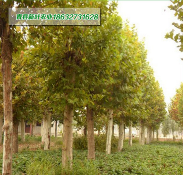 法桐直銷 1-5年法桐苗 樹(shù)干筆直冠幅一致 根系發(fā)達(dá)易成活 法桐苗