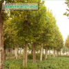 法桐直銷 1-5年法桐苗 樹干筆直冠幅一致 根系發(fā)達(dá)易成活 法桐苗