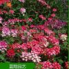 花卉種子 美女櫻 盆栽花種子 四季易種花種 種子批發 廠家直銷
