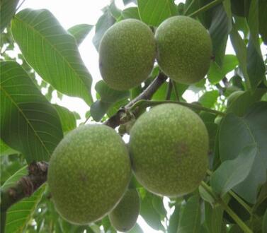 四川香玲核桃樹 早熟高產(chǎn) 新品種數(shù)量多 核桃樹生產(chǎn)基地