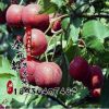 果樹苗批發(fā) 嫁接山里紅 基地大金星山楂樹苗山楂苗