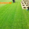 熱銷推薦馬尼拉草坪 基地直銷 耐踐踏彈性好 耐寒耐旱 價格優(yōu)惠