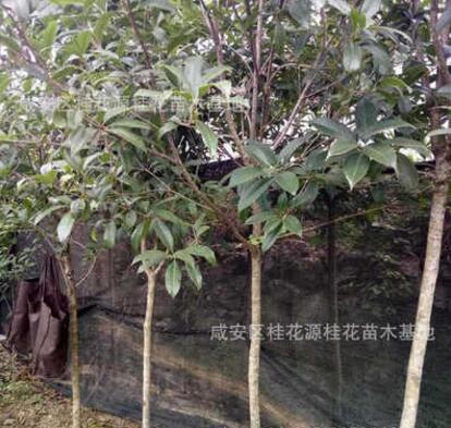 咸安基地供應優質金桂樹苗 綠化工程桂花小苗
