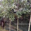 咸安基地供應優(yōu)質(zhì)金桂樹苗 綠化工程桂花小苗