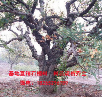 基地大量批發優質石榴樹 掛果率高 庭院別墅造型石榴樹 綠化行道