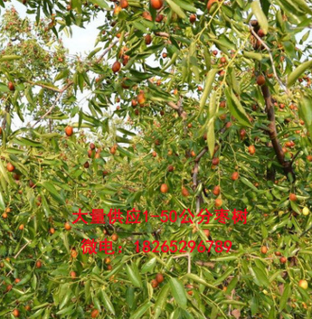 基地直銷1-50公分棗樹 長陵棗樹 品種齊全 優質規格齊全嫁接棗樹