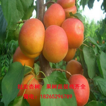 基地批發杏樹 金太陽杏樹品種全 嫁接杏樹苗規格齊全產量高易成活