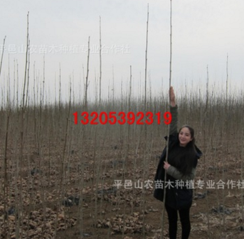 速生法桐批發 工程苗 法桐樹苗銷售 量大優惠 速生法桐價格